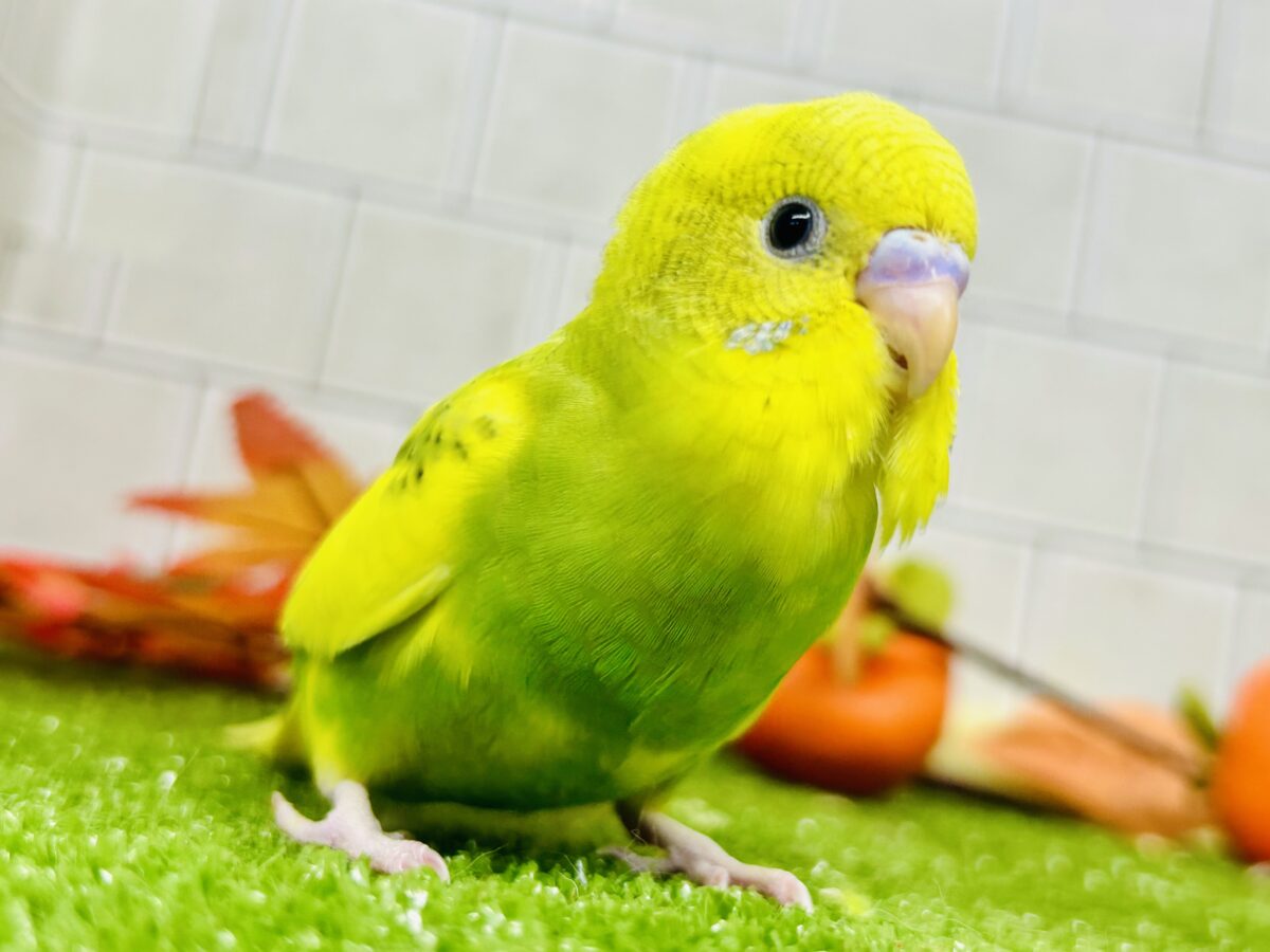 セキセイインコ