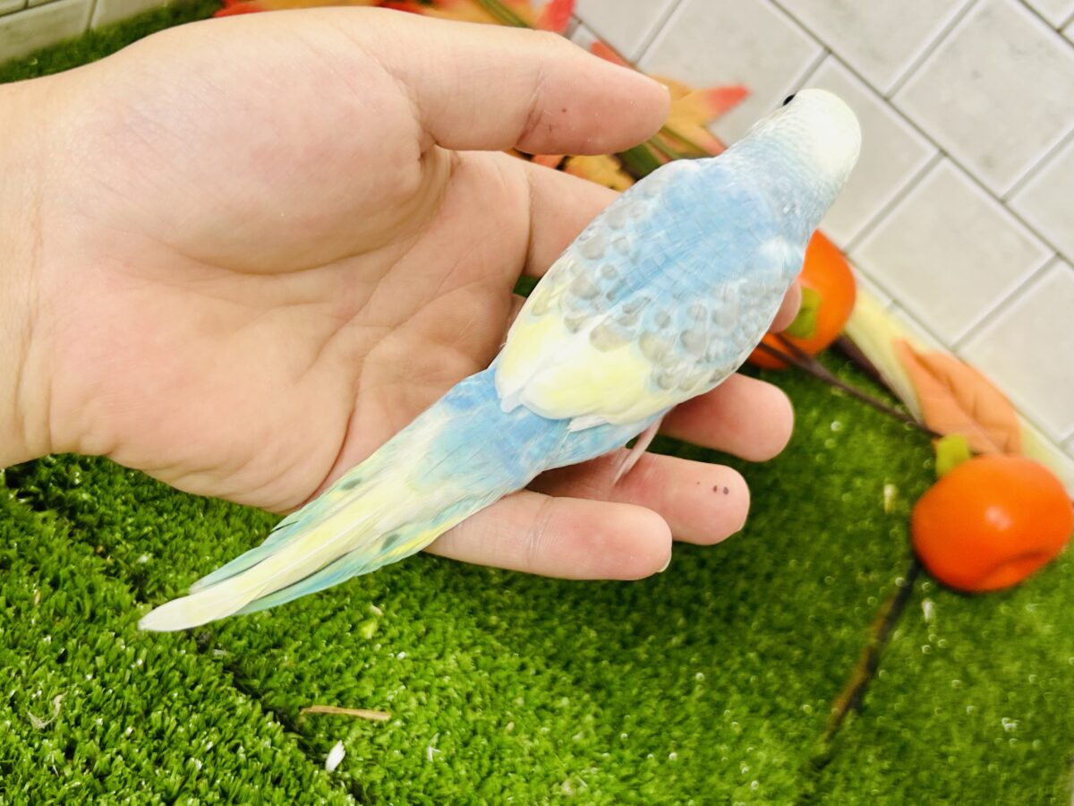 【最新画像更新☆☆】「ド派手にカラフルに」がモットーです! セキセイインコ セキセイインコ