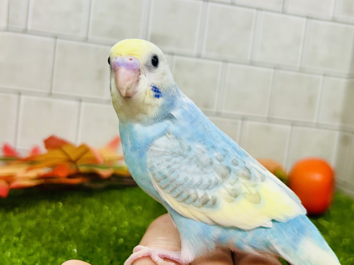 【最新画像更新☆☆】「ド派手にカラフルに」がモットーです! セキセイインコ セキセイインコ