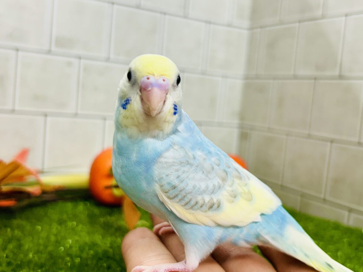 【最新画像更新☆☆】「ド派手にカラフルに」がモットーです! セキセイインコ セキセイインコ