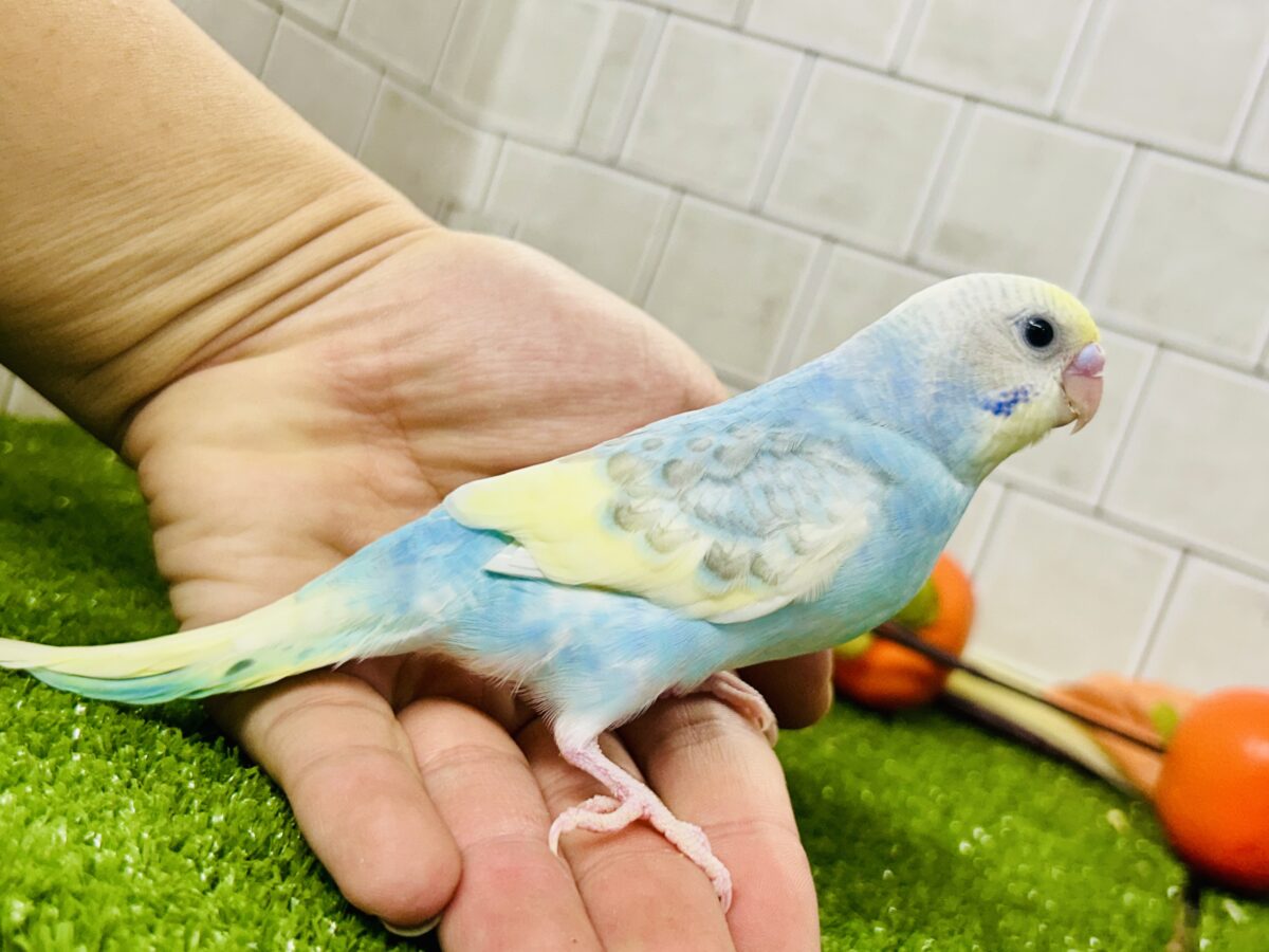 【最新画像更新☆☆】「ド派手にカラフルに」がモットーです! セキセイインコ セキセイインコ
