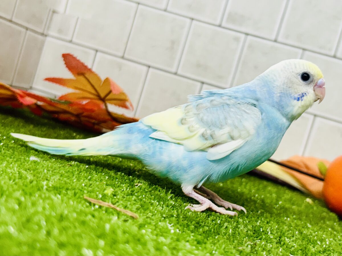 【最新画像更新☆☆】「ド派手にカラフルに」がモットーです! セキセイインコ セキセイインコ