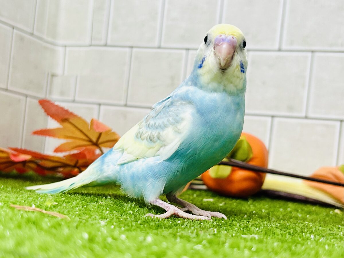 【最新画像更新☆☆】「ド派手にカラフルに」がモットーです! セキセイインコ セキセイインコ