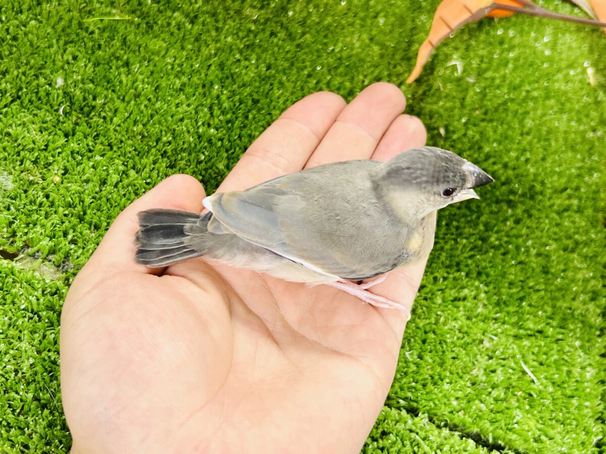 【最新画像更新☆☆】染めるぜ!漆黒リバーシ⚫️⚫️⚪️桜文鳥(2026年8月生まれ) 桜文鳥
