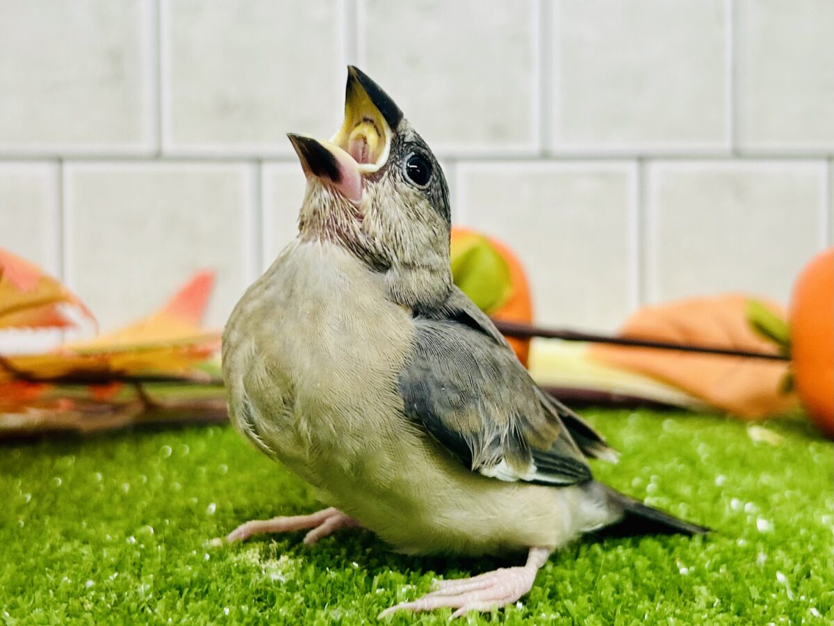 【最新画像更新☆☆】染めるぜ!漆黒リバーシ⚫️⚫️⚪️桜文鳥(2026年8月生まれ) 桜文鳥