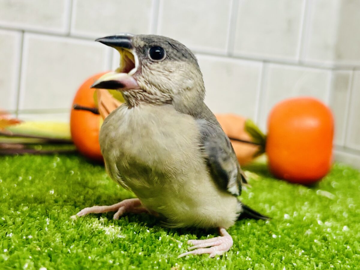 【最新画像更新☆☆】染めるぜ!漆黒リバーシ⚫️⚫️⚪️桜文鳥(2026年8月生まれ) 桜文鳥