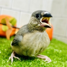 【最新画像更新☆☆】染めるぜ！漆黒リバーシ⚫️⚫️⚪️桜文鳥(2026年8月生まれ)