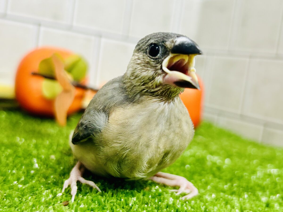 【最新画像更新☆☆】染めるぜ!漆黒リバーシ⚫️⚫️⚪️桜文鳥(2026年8月生まれ) 桜文鳥