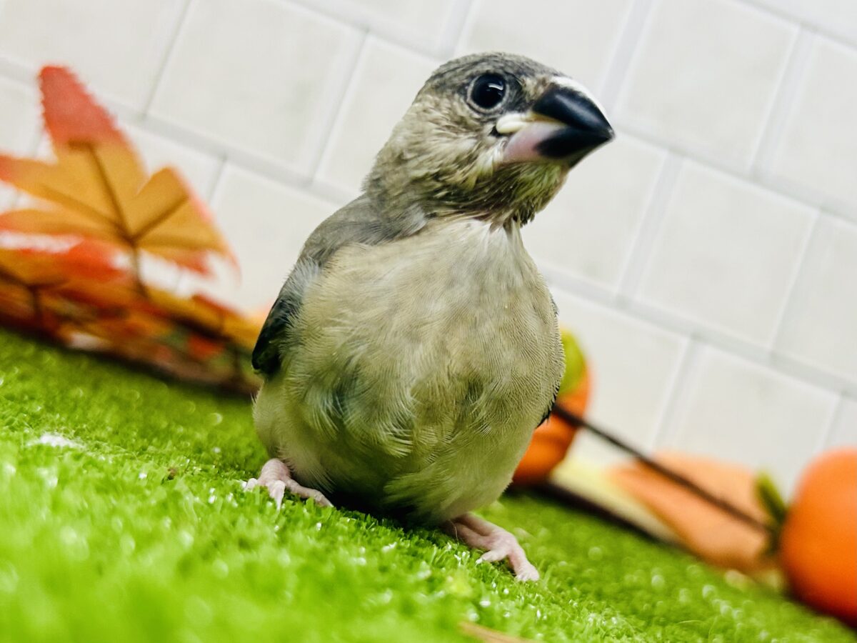 【最新画像更新☆☆】染めるぜ!漆黒リバーシ⚫️⚫️⚪️桜文鳥(2026年8月生まれ) 桜文鳥