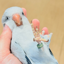 【最新画像更新🪄もうすぐひとり餌‪☆】誰より鳴くよ♬*°ウケケケケッ🐣🎶⸒⸒オキナインコ(コバルトオパーリン) ヒナ