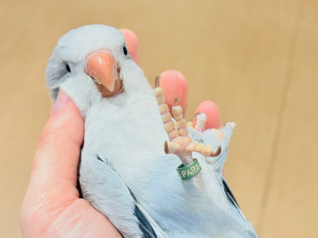 【最新画像更新🪄もうすぐひとり餌‪☆】誰より鳴くよ♬*°ウケケケケッ🐣🎶⸒⸒オキナインコ(コバルトオパーリン) ヒナ