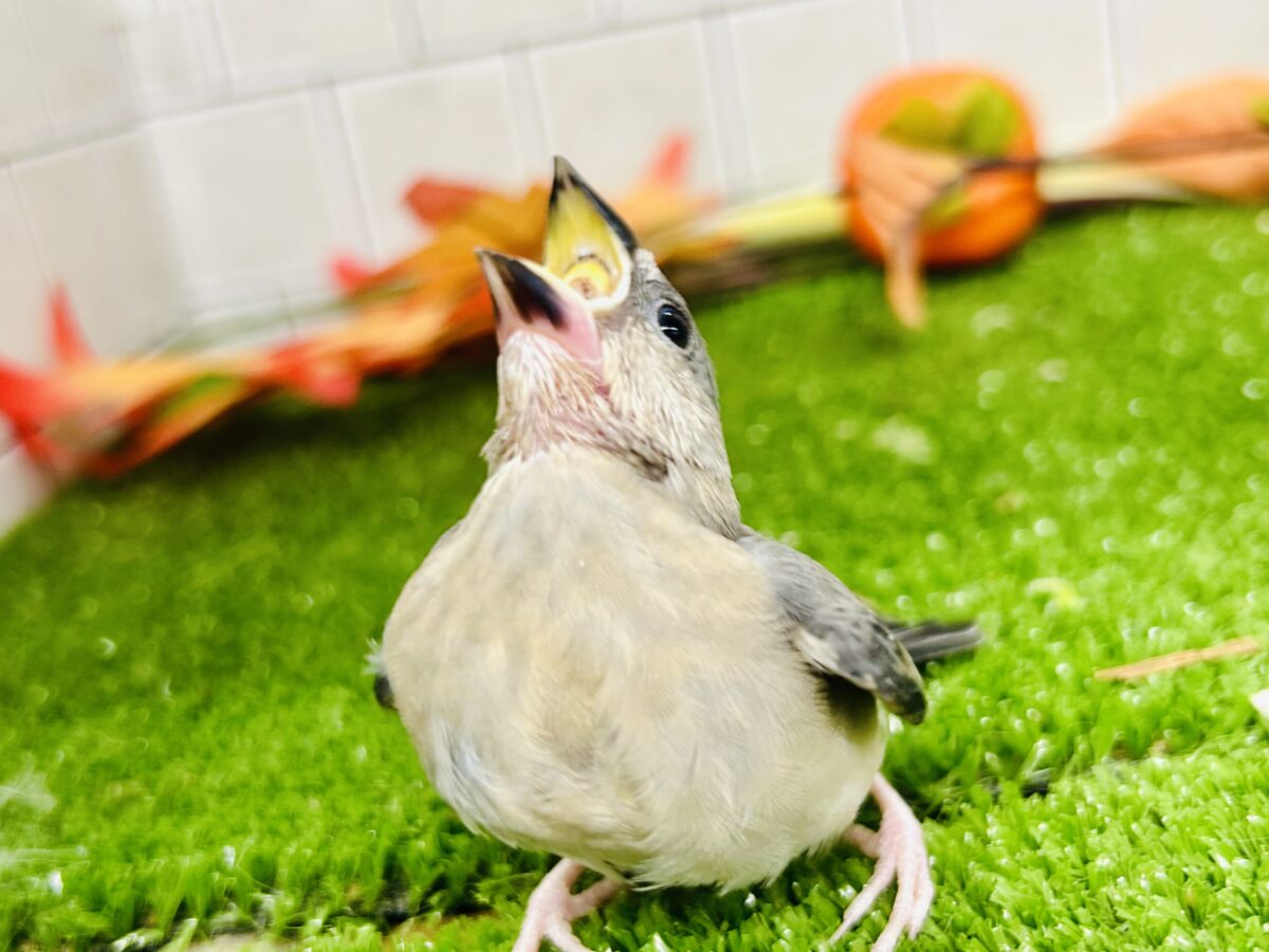 【最新画像更新☆☆】染めるぜ!漆黒リバーシ⚫️⚫️⚪️桜文鳥(2026年8月生まれ) 桜文鳥