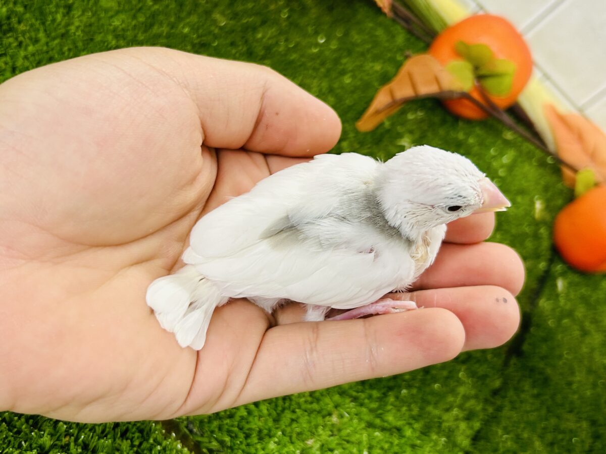 【最新画像更新☆☆】つるっとそうめんボディ(*´ω`) 白文鳥 白文鳥