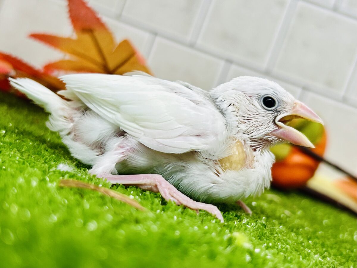 【最新画像更新☆☆】つるっとそうめんボディ(*´ω`) 白文鳥 白文鳥