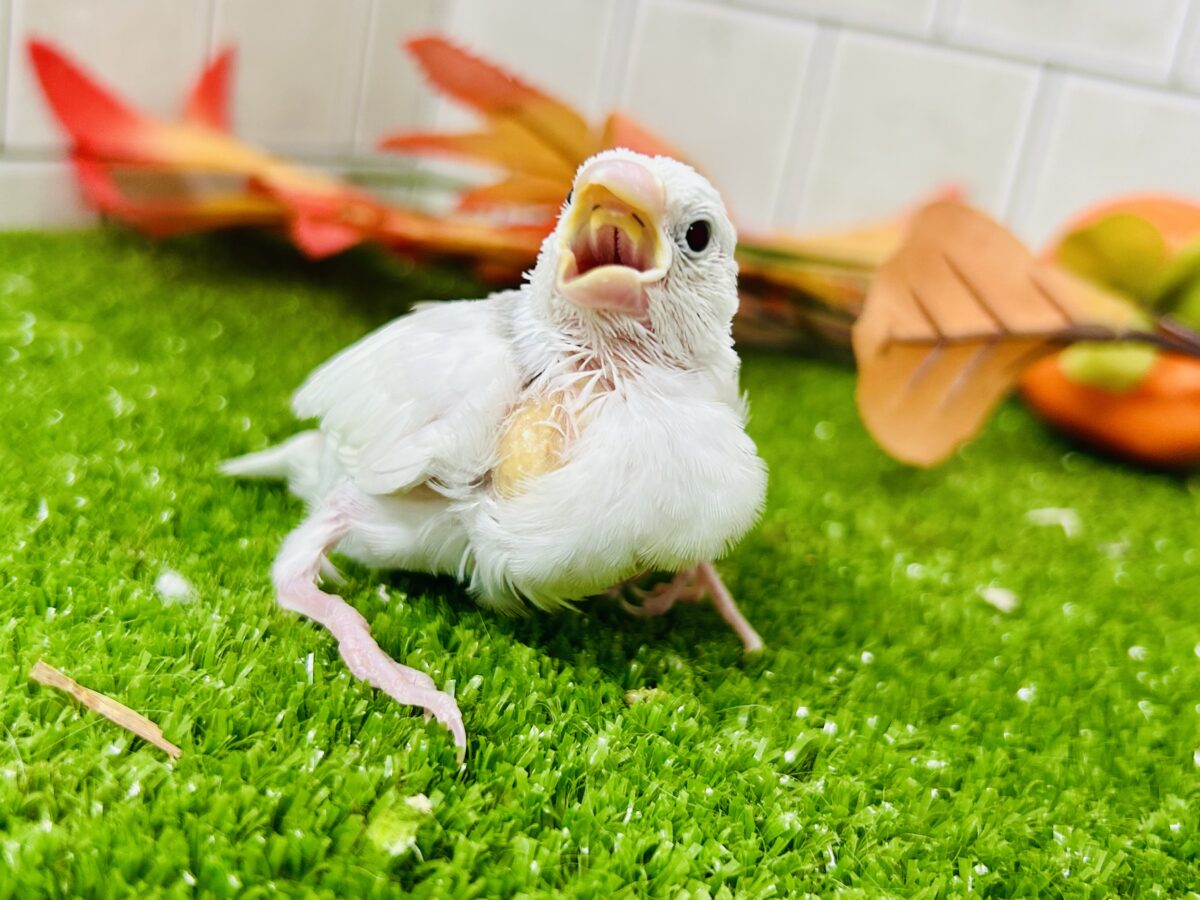 【最新画像更新☆☆】つるっとそうめんボディ(*´ω`) 白文鳥 白文鳥
