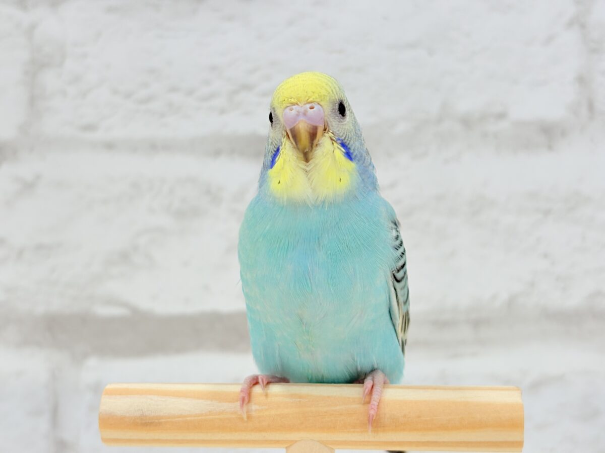 【最新画像更新🪄】まだまだ夏は終わらないっ🐣🌴セキセイインコ(レインボー) ヒナ セキセイインコ