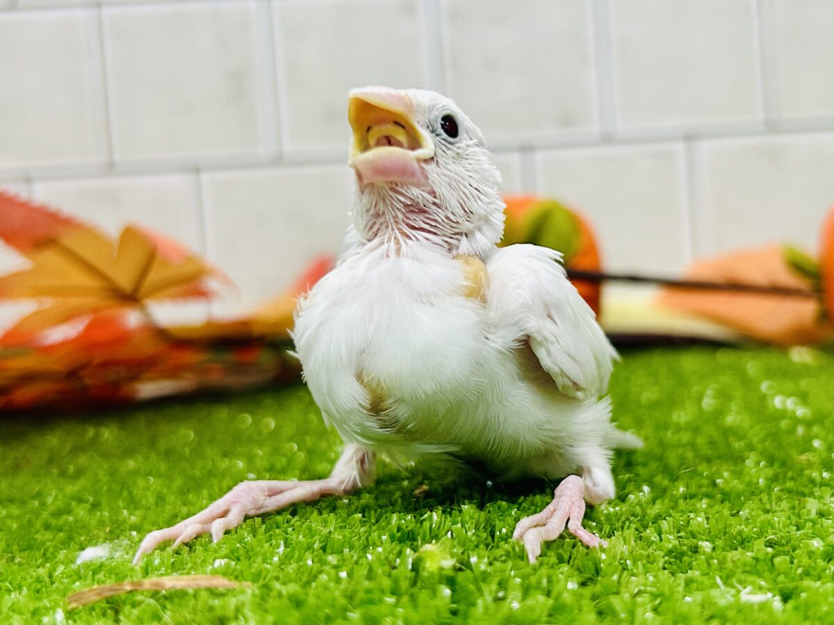 【最新画像更新☆☆】つるっとそうめんボディ(*´ω`) 白文鳥 白文鳥