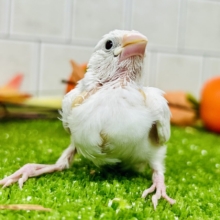 【最新画像更新☆☆】つるっとそうめんボディ(*´ω｀)　白文鳥