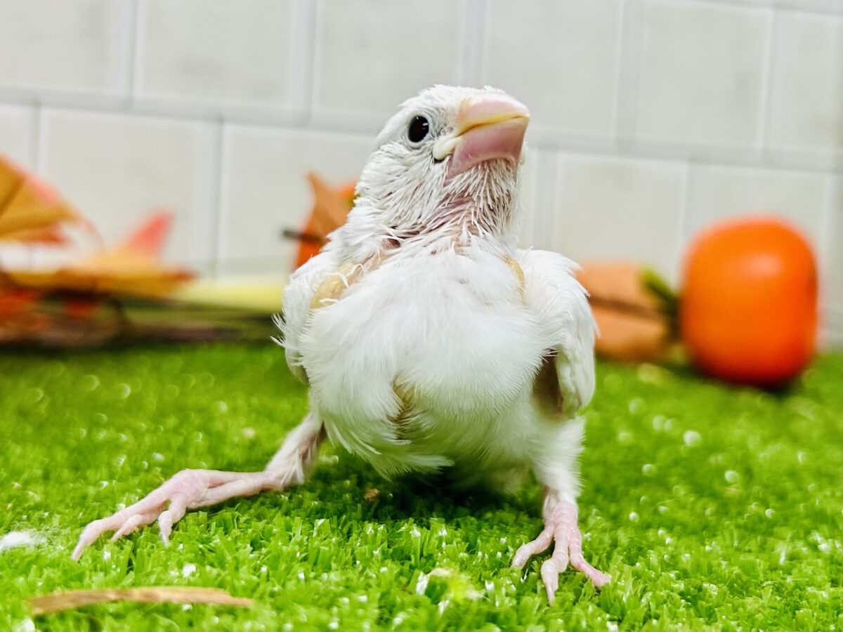 【最新画像更新☆☆】つるっとそうめんボディ(*´ω`) 白文鳥 白文鳥