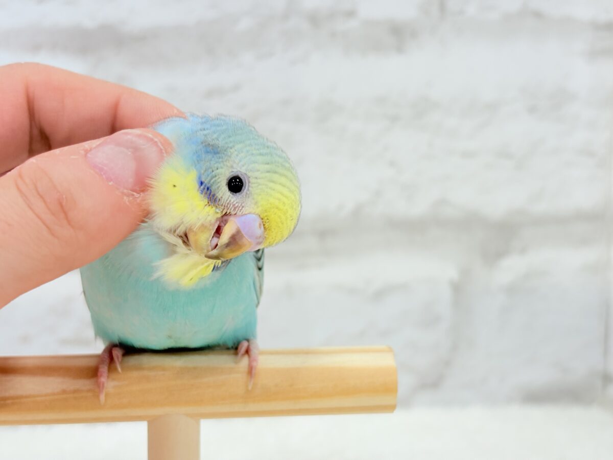 【最新画像更新🪄】まだまだ夏は終わらないっ🐣🌴セキセイインコ(レインボー) ヒナ セキセイインコ