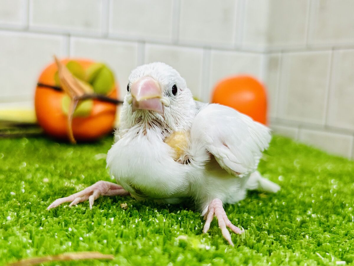 【最新画像更新☆☆】つるっとそうめんボディ(*´ω`) 白文鳥 白文鳥