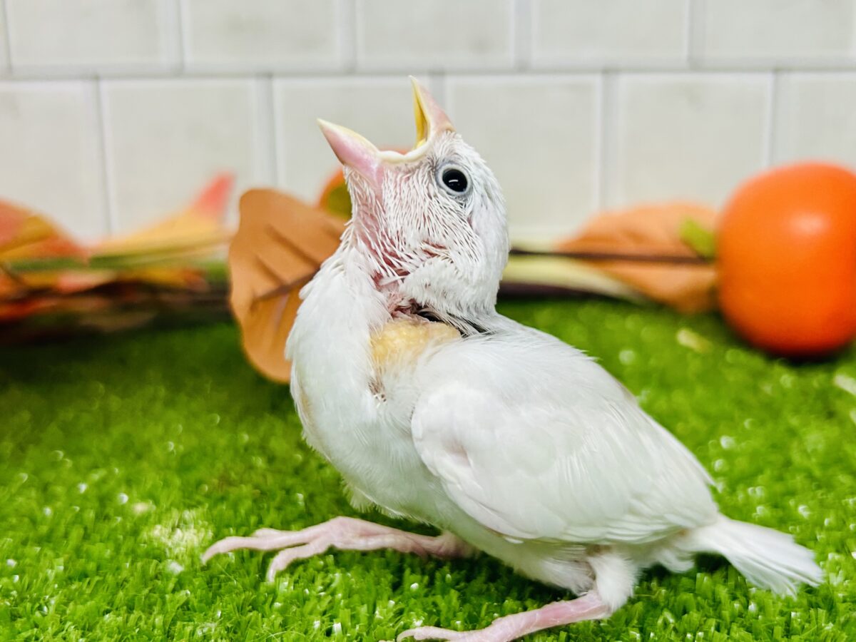 【最新画像更新☆☆】つるっとそうめんボディ(*´ω`) 白文鳥 白文鳥