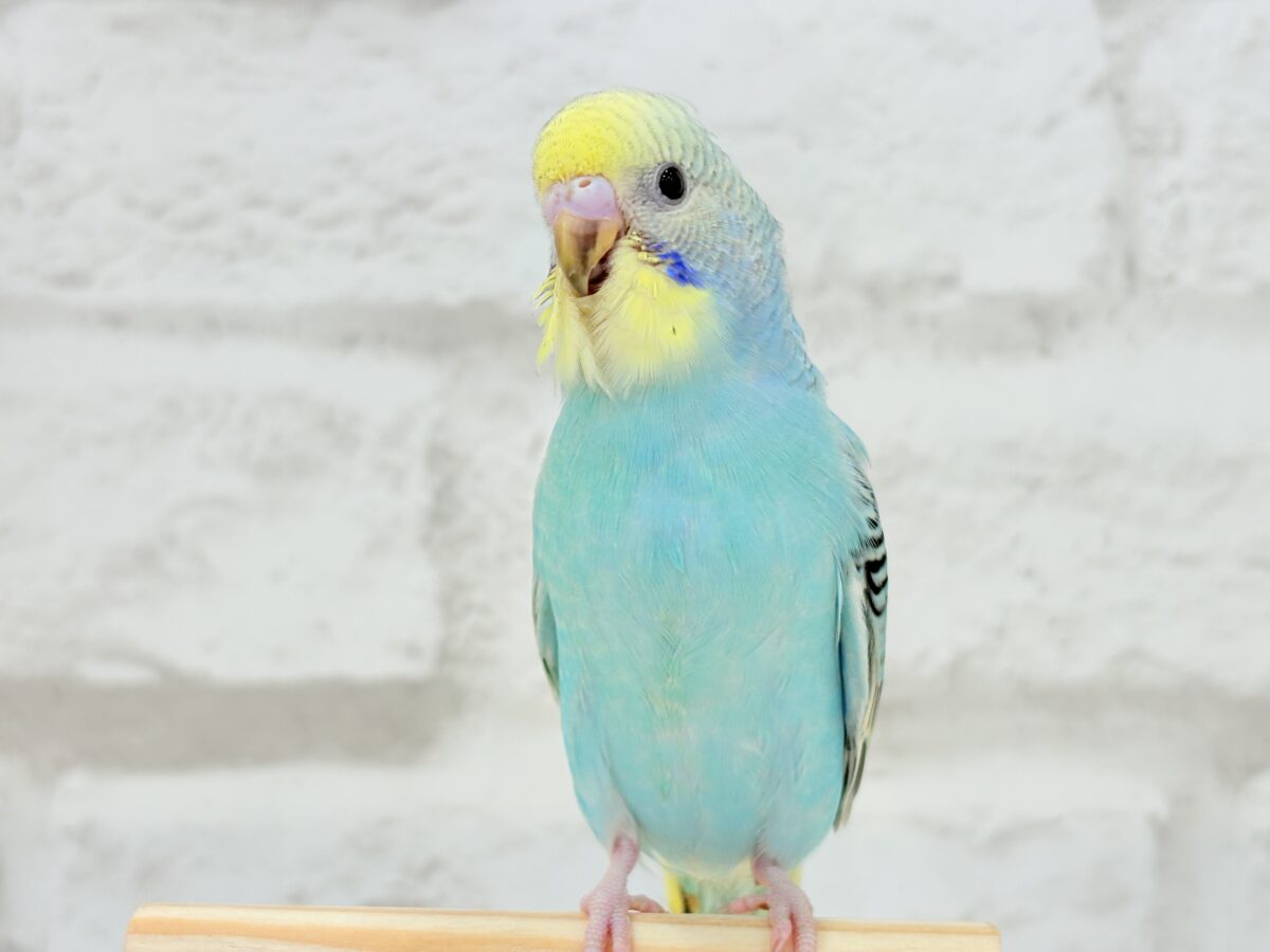 【最新画像更新🪄】まだまだ夏は終わらないっ🐣🌴セキセイインコ(レインボー) ヒナ セキセイインコ