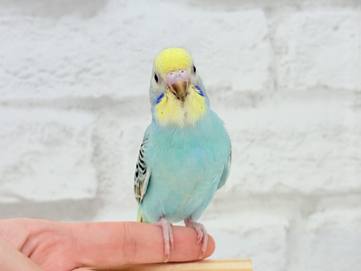 【最新画像更新🪄】まだまだ夏は終わらないっ🐣🌴セキセイインコ(レインボー) ヒナ セキセイインコ