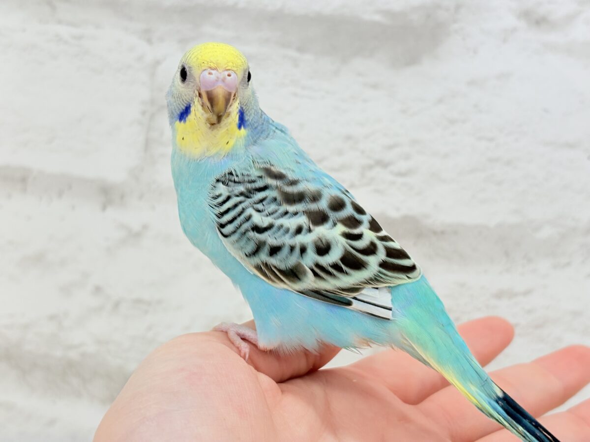 【最新画像更新🪄】まだまだ夏は終わらないっ🐣🌴セキセイインコ(レインボー) ヒナ セキセイインコ