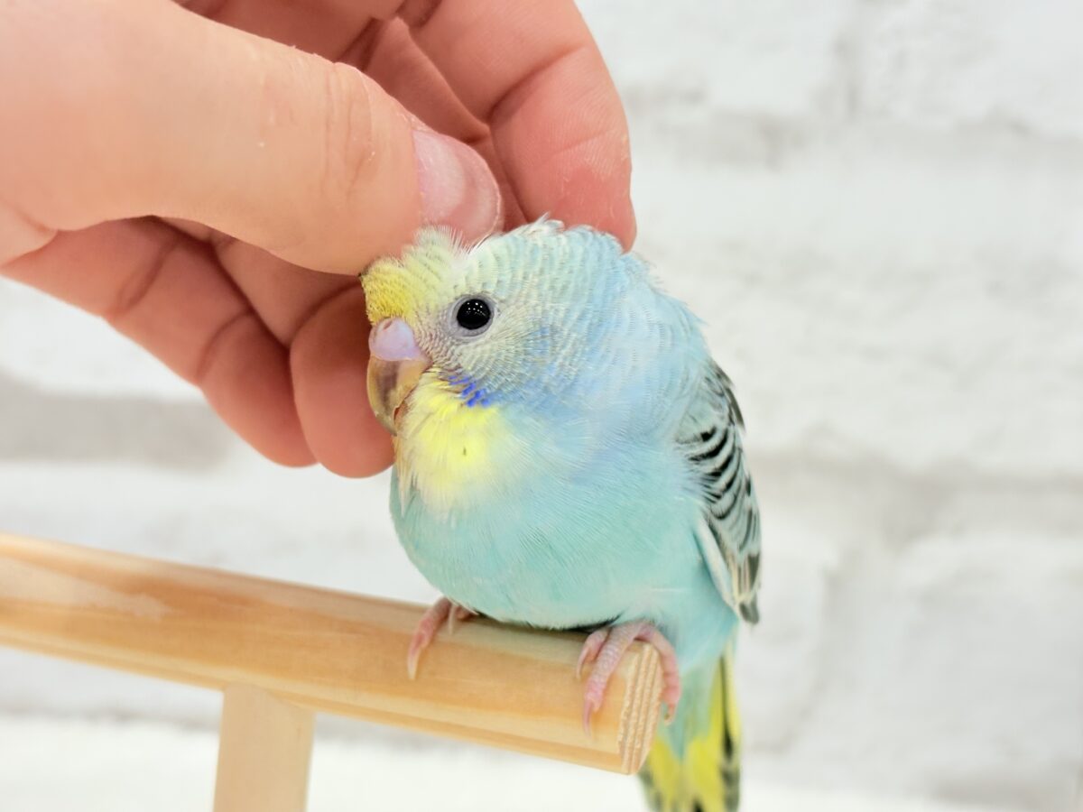 【最新画像更新🪄】まだまだ夏は終わらないっ🐣🌴セキセイインコ(レインボー) ヒナ セキセイインコ