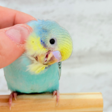 【最新画像更新🪄】まだまだ夏は終わらないっ🐣🌴セキセイインコ(レインボー) ヒナ