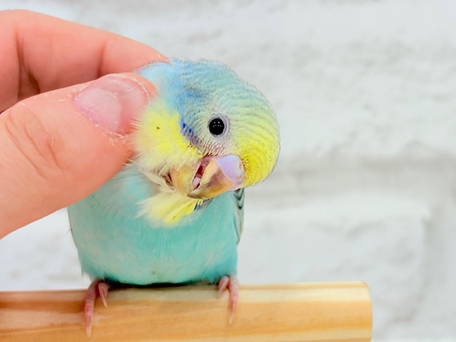 【最新画像更新🪄】まだまだ夏は終わらないっ🐣🌴セキセイインコ(レインボー) ヒナ