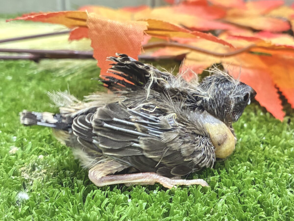 再来のにぃにぃ。。ペーペー💫💫錦花鳥(ノーマル/2026年8月生まれ) 錦花鳥(キンカチョウ)