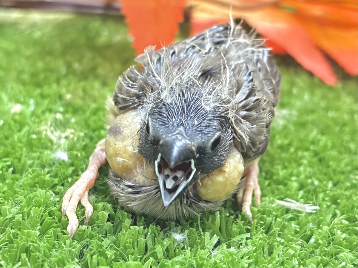 錦花鳥（キンカチョウ）