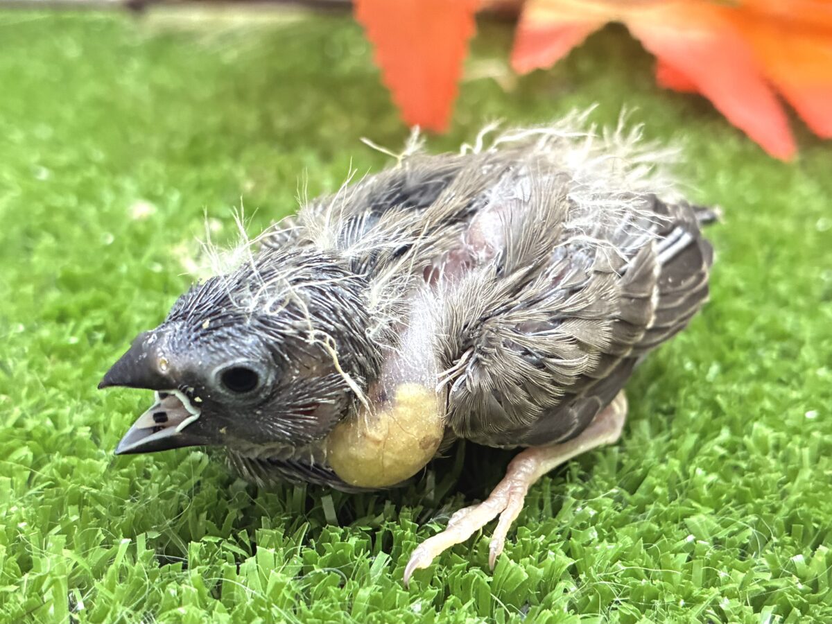 錦花鳥（キンカチョウ）