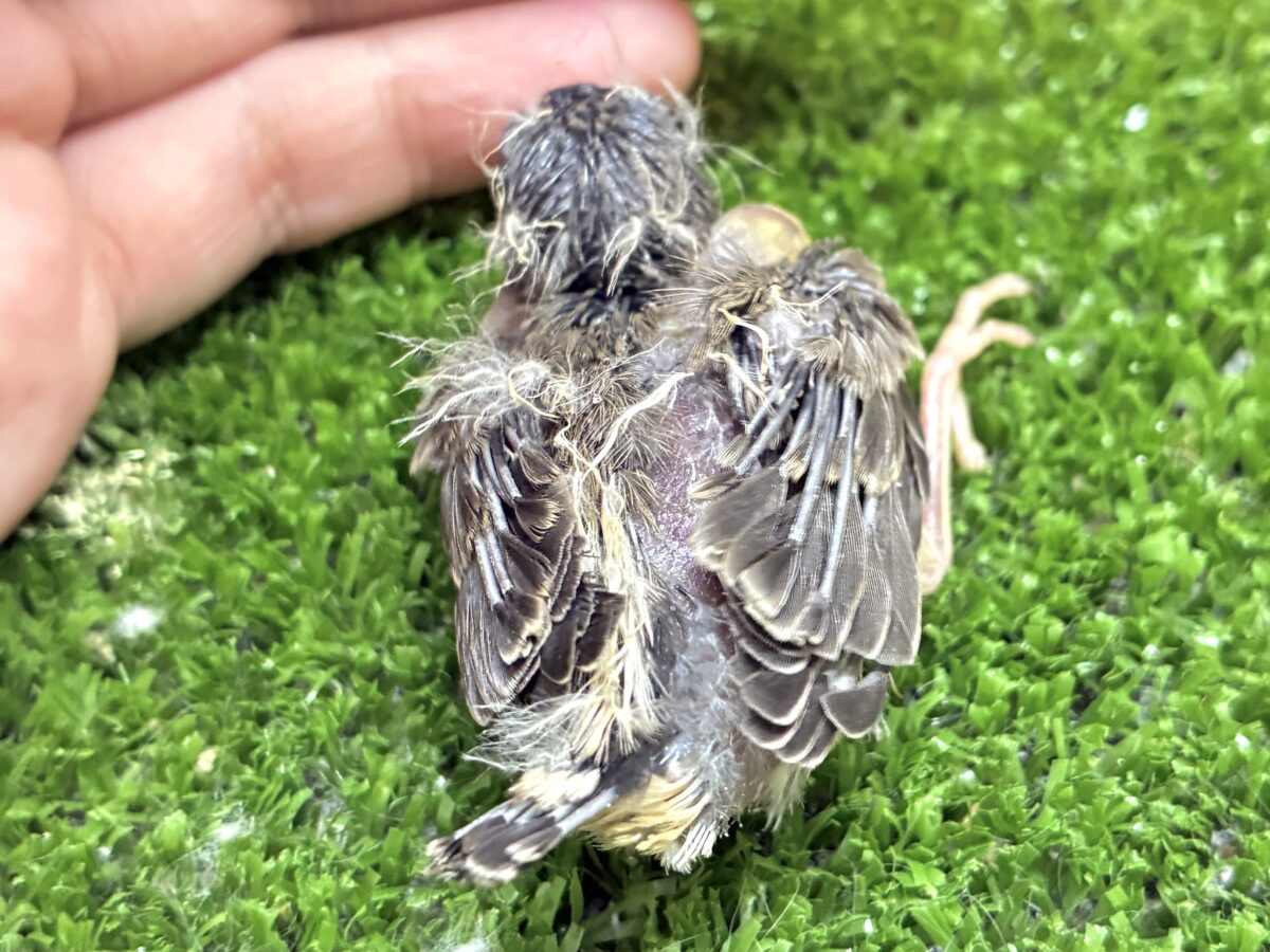 再来のにぃにぃ。。ペーペー💫💫錦花鳥(ノーマル/2026年8月生まれ) 錦花鳥(キンカチョウ)