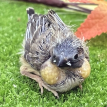 再来のにぃにぃ。。ﾍﾟｰﾍﾟｰ💫💫錦花鳥(ノーマル/2026年8月生まれ)