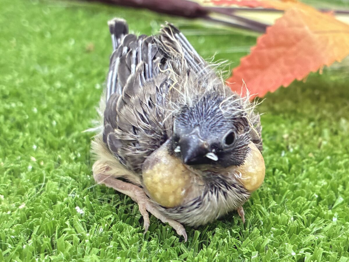 再来のにぃにぃ。。ﾍﾟｰﾍﾟｰ💫💫錦花鳥(ノーマル/2026年8月生まれ)