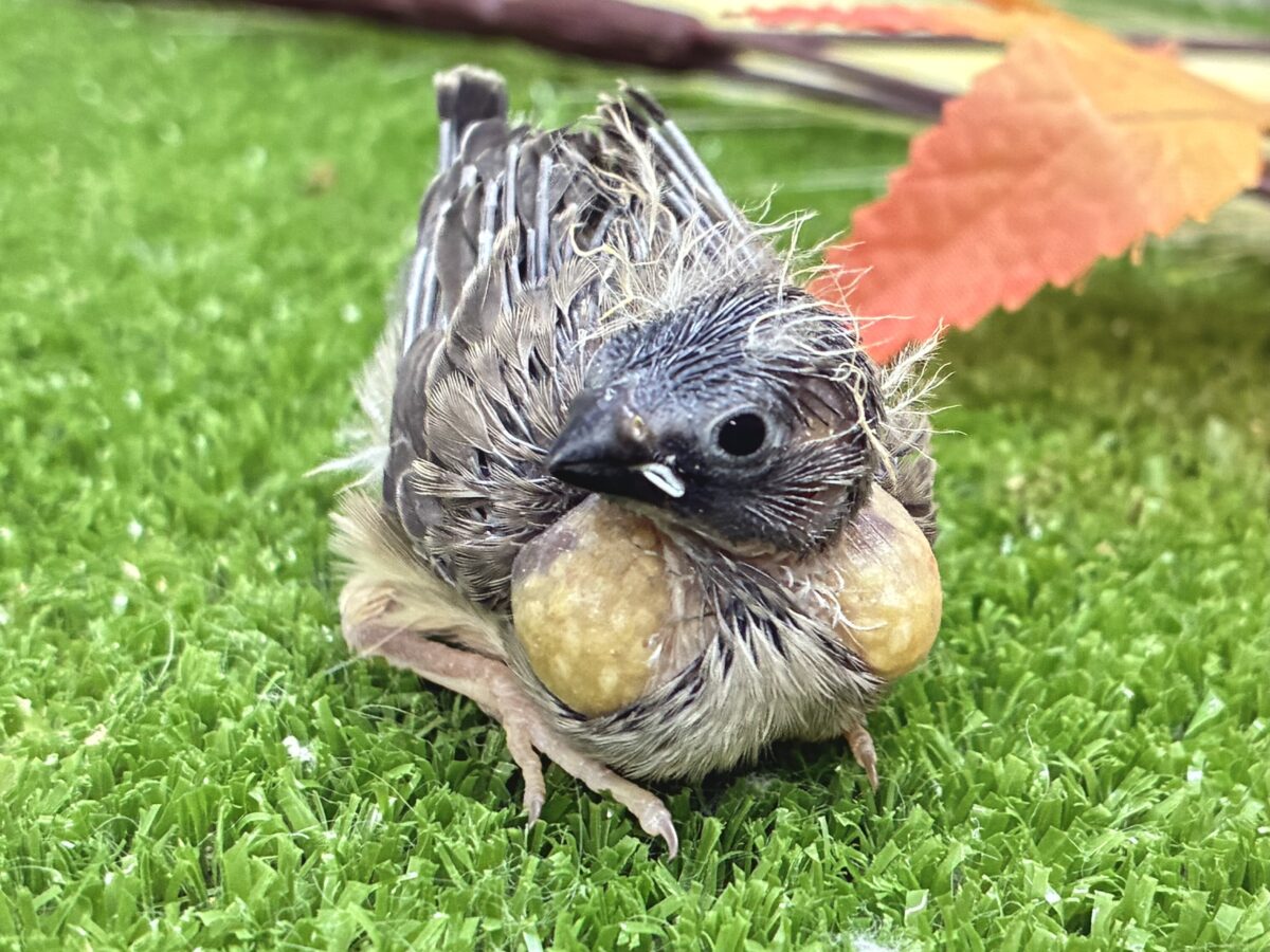 再来のにぃにぃ。。ペーペー💫💫錦花鳥(ノーマル/2026年8月生まれ) 錦花鳥(キンカチョウ)
