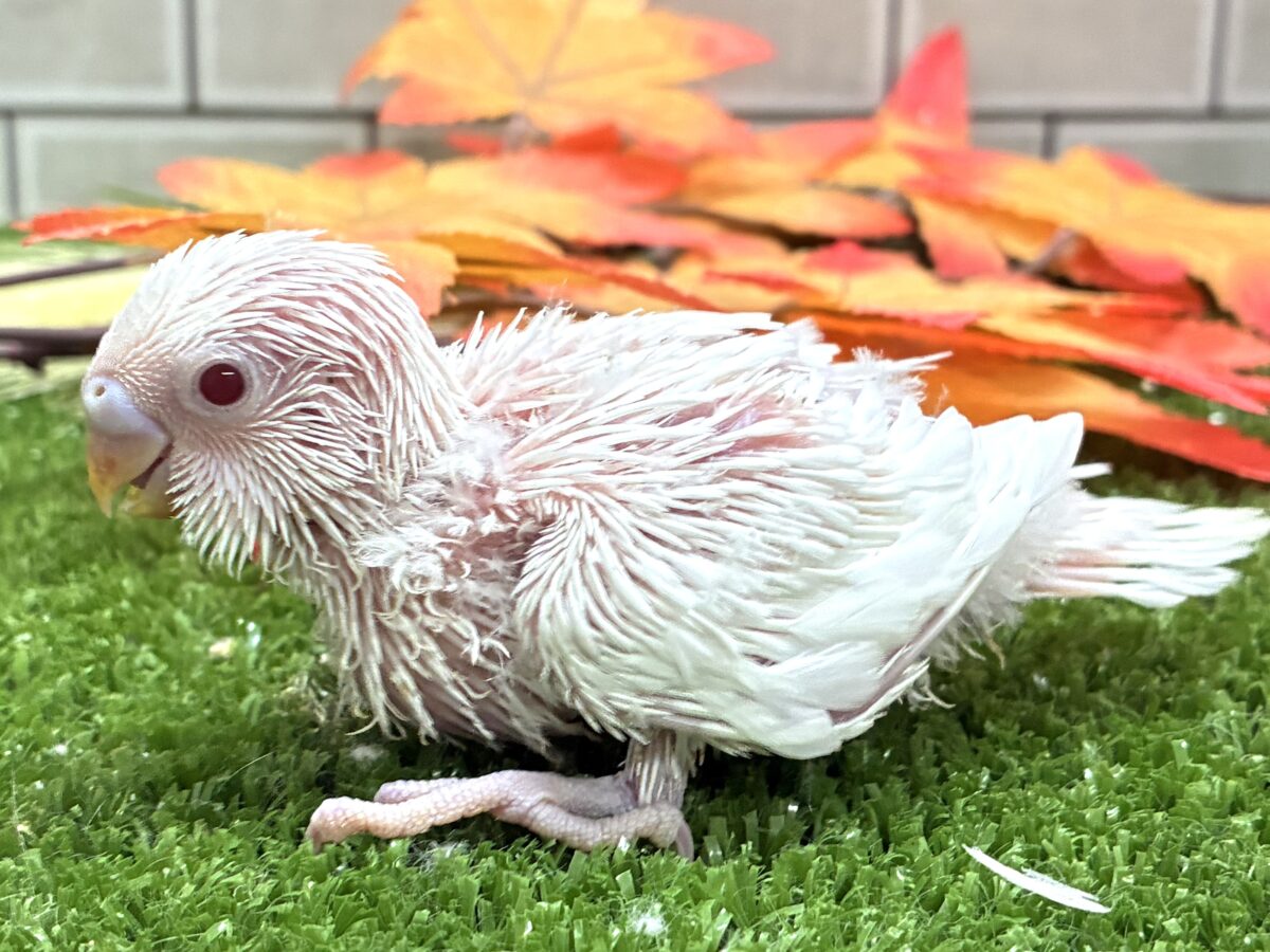 セキセイインコ