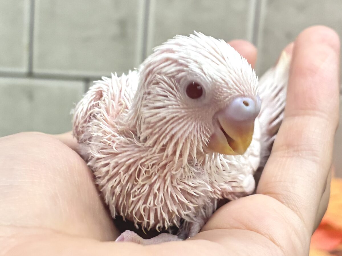 セキセイインコ