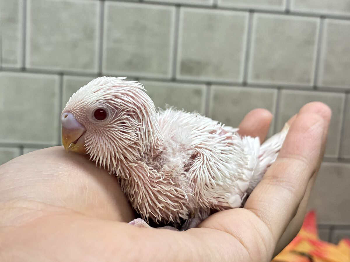 セキセイインコ