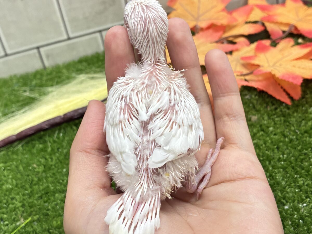 セキセイインコ