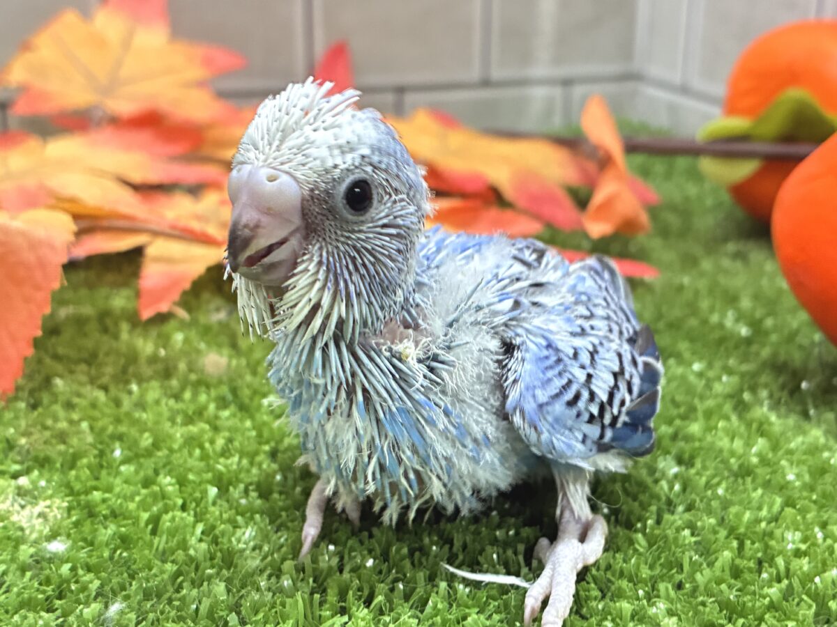 セキセイインコ
