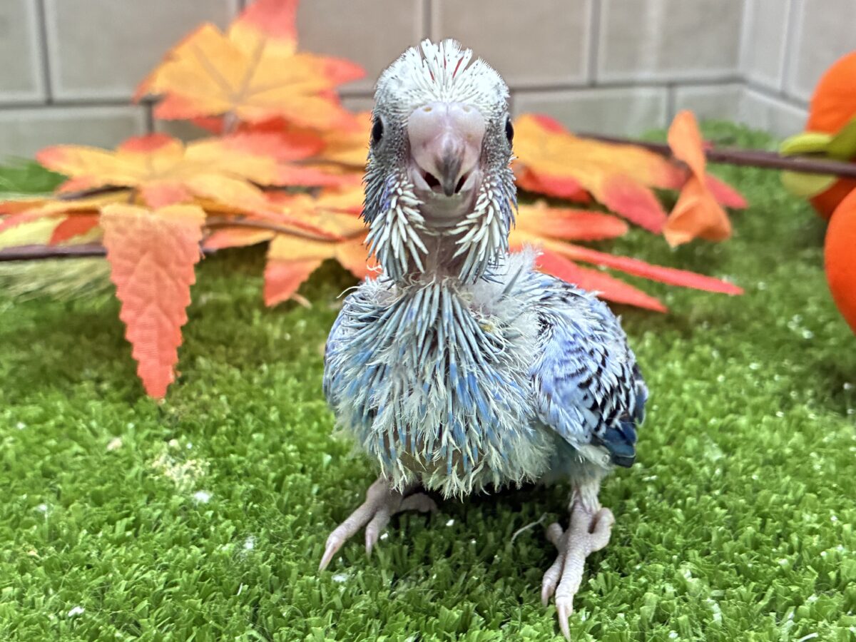 セキセイインコ