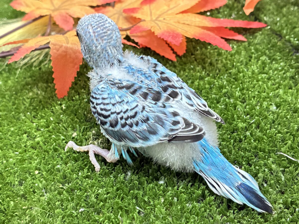 空でシュワワ❕☁️晴天サイダー🥤⋆*セキセイインコ(水色オパーリン/2026年8月生まれ) セキセイインコ