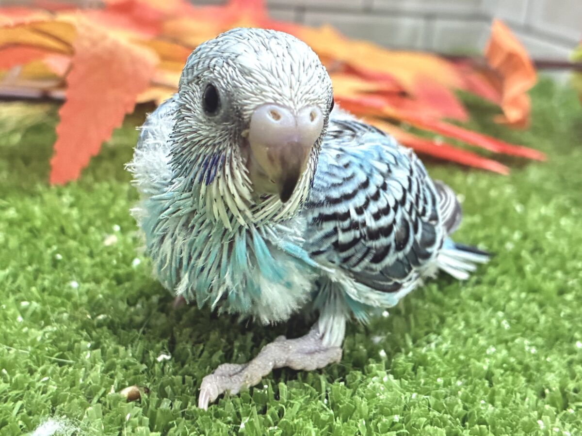 セキセイインコ