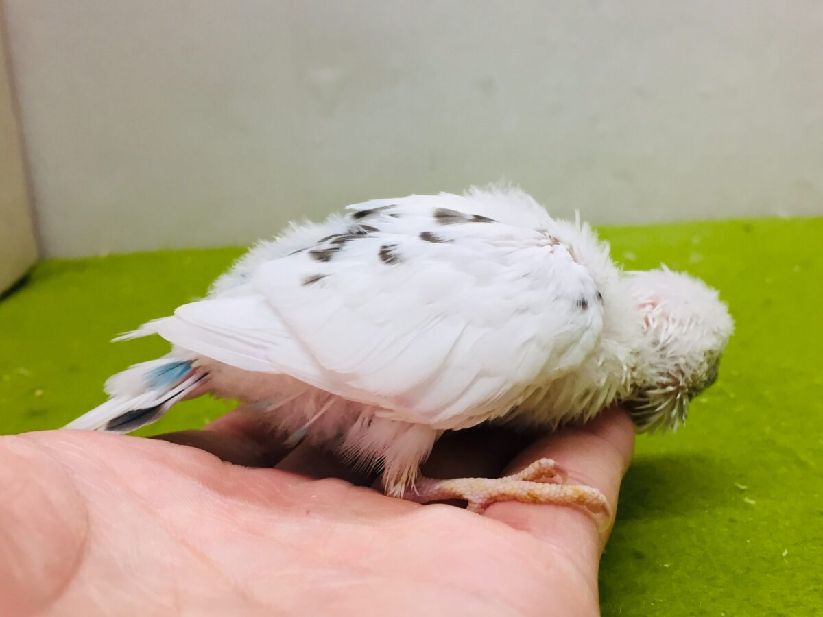 白黒カラーが魅力的✨✨✨ セキセイインコ(白ハルクイン) セキセイインコ