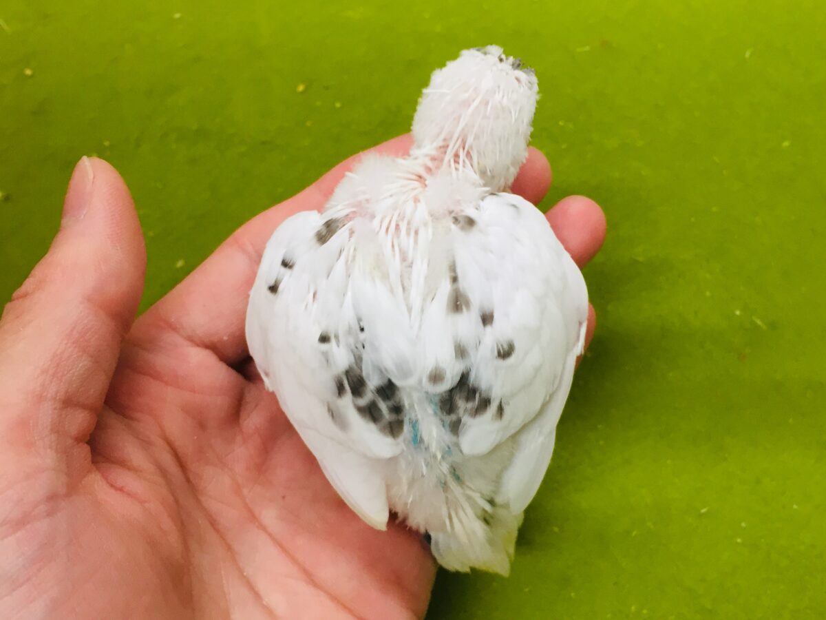 白黒カラーが魅力的✨✨✨ セキセイインコ(白ハルクイン) セキセイインコ