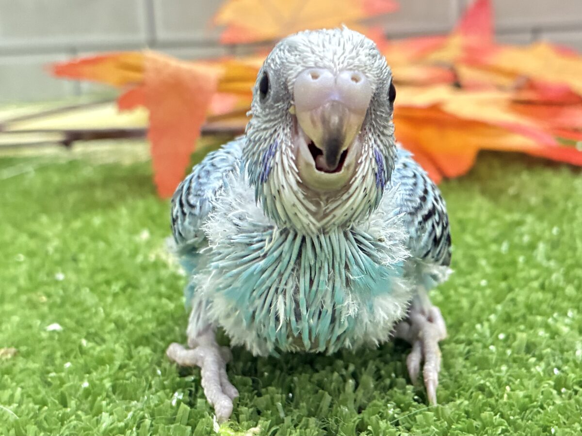 空でシュワワ❕☁️晴天サイダー🥤⋆*セキセイインコ(水色オパーリン/2026年8月生まれ) セキセイインコ